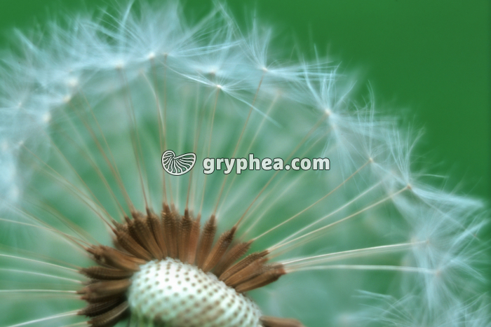 Pissenlit (Taraxacum sp.) - akènes à aigrette - gryphea.com